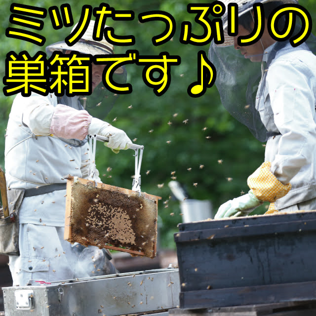 武蔵野房養蜂場 | 非加熱・無加工の国産純粋はちみつをお届けします！